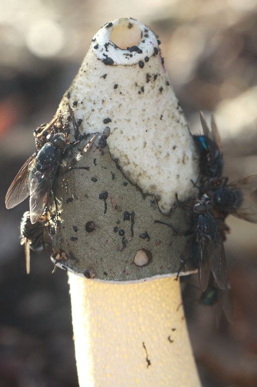 Phallus ravenelii